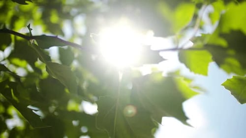 Sunlight Streaming Through Green Leaves on Branch