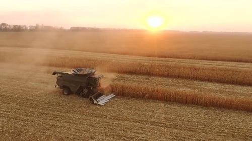Combine Harvester Harvesting Ripe Corn on a Sunny Day