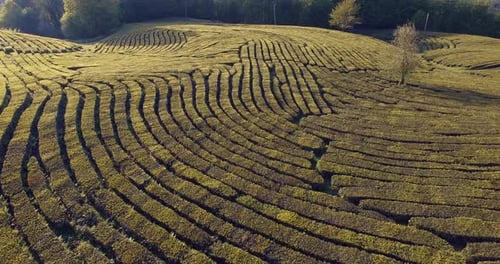 Luftaufnahme von Teeplantagen bei Sonnenuntergang im Sommer
