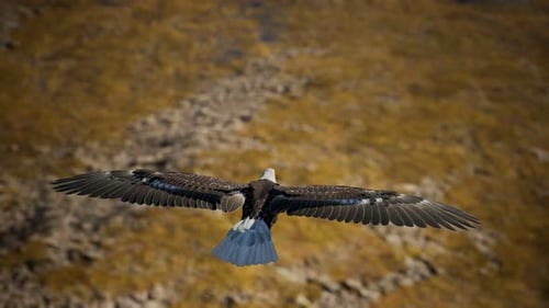 Realistic 3D Bald Eagle Flying Through a Natural Landscape