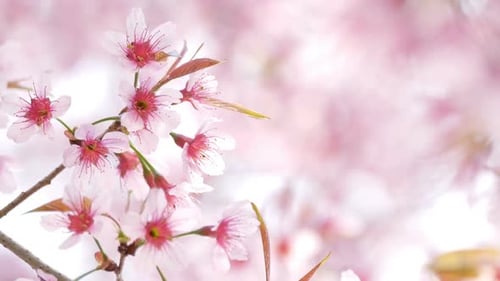 Close up of Pink Blossoms in Spring