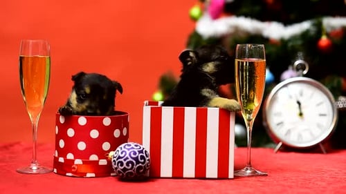 Navidad divertida para mascotas. Perro funky. El cachorro bebe champán. Regalo para cachorros. Cute Little Dogdy en Año Nuevo