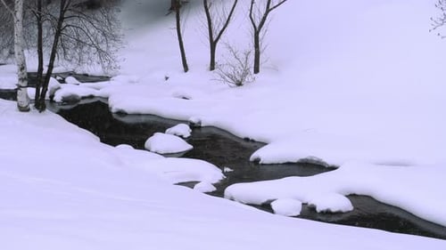 Winterlandschaft mit Birke