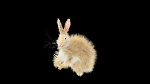 Realistic Hopping Rabbit 3D Animation