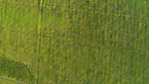 Aerial Top View of Green Grassy Furrowed Field. Fertile Meadow in Sunny Day - Drone Footage