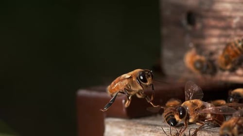 European Honey Bee, apis mellifera, Male Taking off, Bee Hive in Normandy, Slow motion