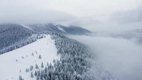 Aerial view of Winter Forest Snow Covered Winter Trees Alpine Landscape