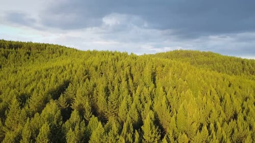 Forest Nature