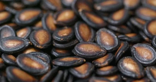 Black watermelon seed