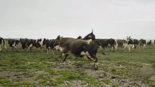 Kühe im Feld