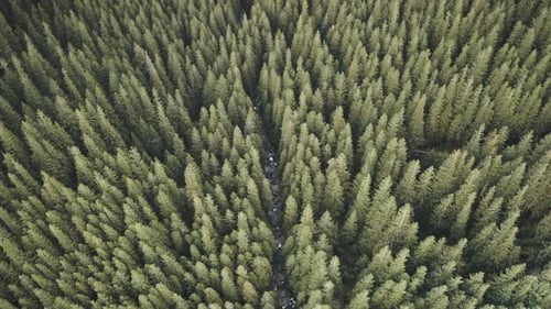 Aerial Top Down Above Green Conifer Forest at Mountain River