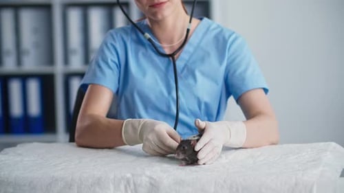 Veterinarian Examining a Rat with Stethoscope