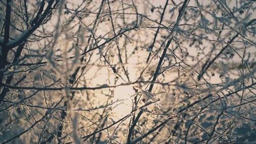 Motion Past Branches with Frost and Little Berries in Winter