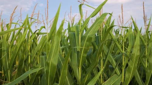Field with Green Corn on a Sunny Day Corn Fields and Abandoned Buildings