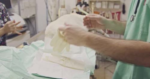 Veterinary surgery - Veterinarian operating a white dog in a pet clinic