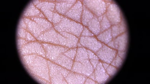 Extreme Close Up of Human Skin Texture