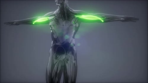 3D Scientific Animation Highlighting Human Biceps Muscles