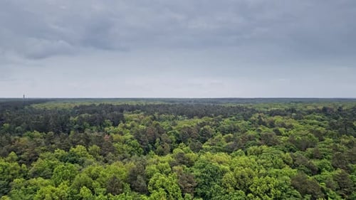 Trees Top View Forest Background