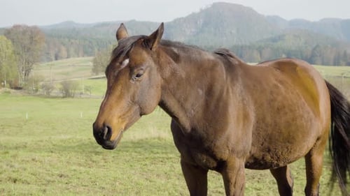 A Dark Brown Horse Stands Still in Nature, Shakes After a While and Turns Its Head Around.