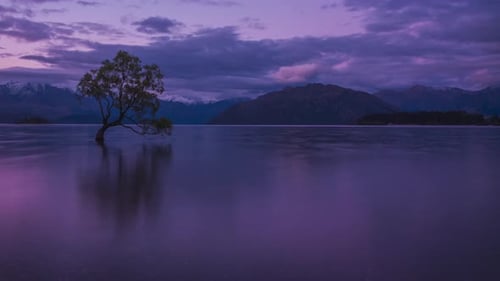 Neuseeländischer Wanaka-Baum