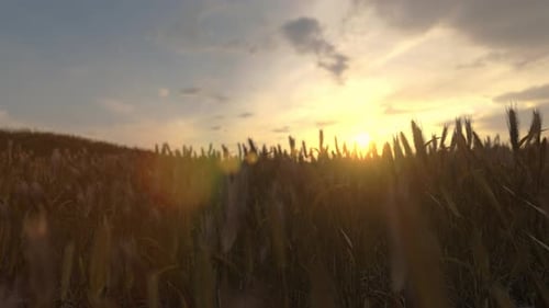 Barley Field In Golden Glow Of Evening Sun