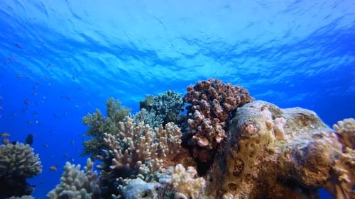 Reef Marine Underwater Scene