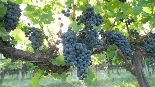 Red ripe vine grapes in vineyard. Red wine, winery grapevine.