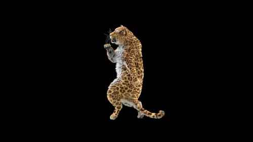 Leopard Dancing 4K