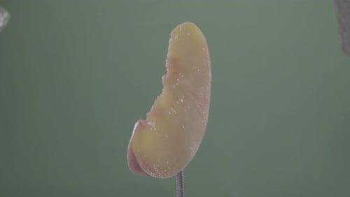 Peach Rotating with Loop on Green Screen for Chroma Key