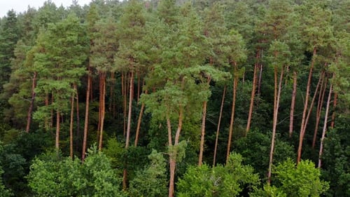 Pine trees. Green forest in summer. Background of tall trees in the wood.