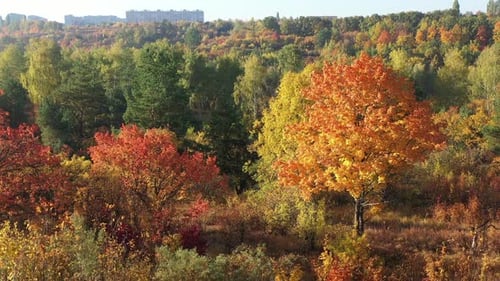 Autumn Forest Aerial View. Beautiful Colorful Seasonal Foliage. Huge Beautiful Autumn City Park and