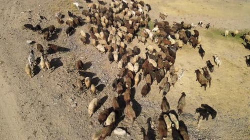 Aerial View of Large Sheep Herd in Field