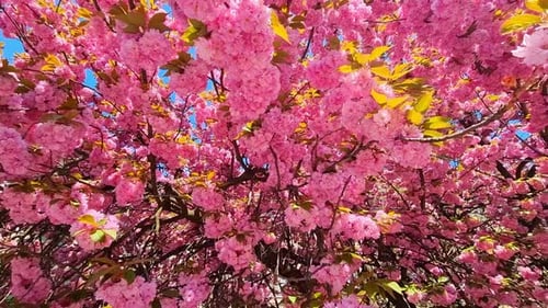Pink Color of Spring Sakura in the National Park of Japan