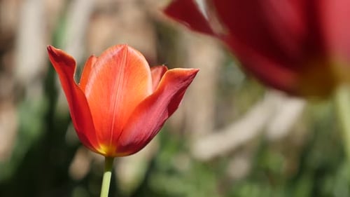 Flower bulb of Tulipa gesneriana close-up slow-mo 1920X1080 HD footage - Slow motion red tulip li