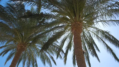 Beautiful Green Coconut Palm Trees Waving on Wind on Tropical Beach Against Blue Sky