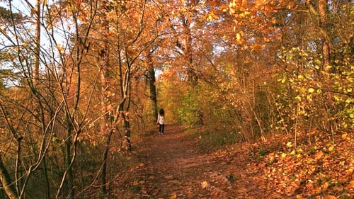 Woman Walking in Scenic Park at Sunset