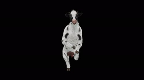 Funny Black and White Cow Dancing Animation