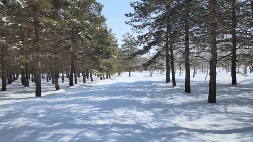 Snowy Forest on a Bright Winter Day