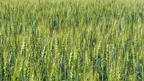 Rye In The Wind 3