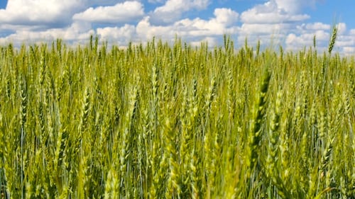 Rye In The Wind 4