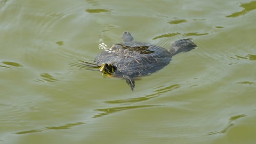 Kleine Schildkröte beim Schwimmen
