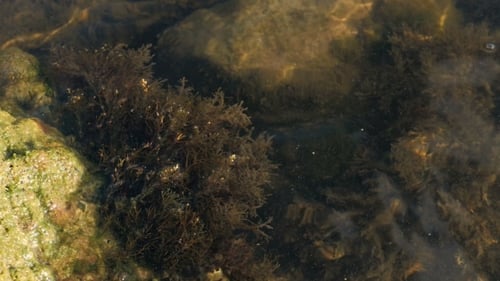 Rocks With Seaweeds And Waves In Sea