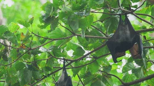 Flying Fox hängt an einem Ast und wäscht