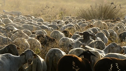 Large Herd of Sheep Grazing in Rural Field