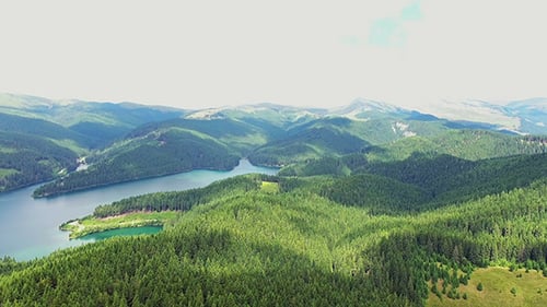 Flying Over the Mountain Forest