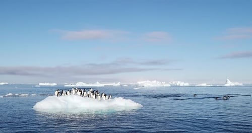 Penguins on Iceberg Floating in Antarctic Ocean