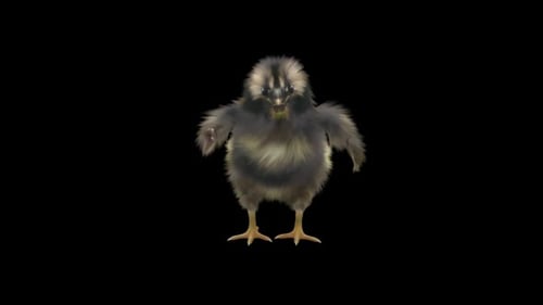 Animated Fluffy Chick Walking Towards Camera Alpha Channel