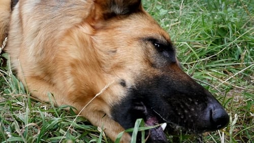 German Shepherd Chewing On A Bone