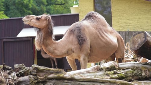 Kamel im Zoo