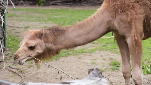 Kamel im Zoo